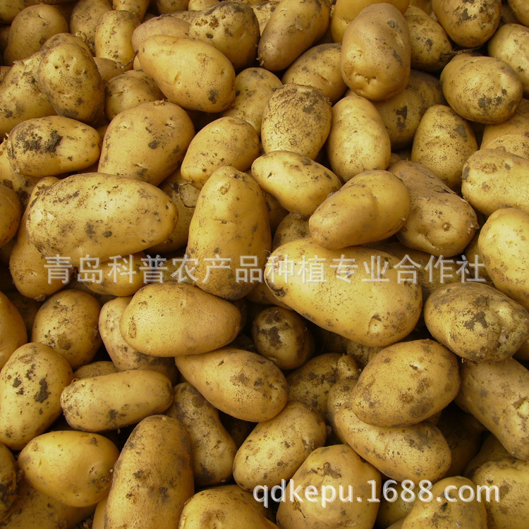 新季优质土豆 从田野到餐桌的纯正滋味