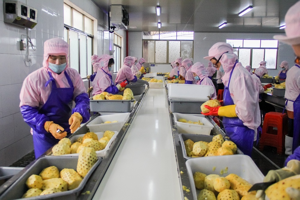 徐闻菠萝深加工前景阔！中国菠萝第一镇镇长 将为企业进驻提供优惠！